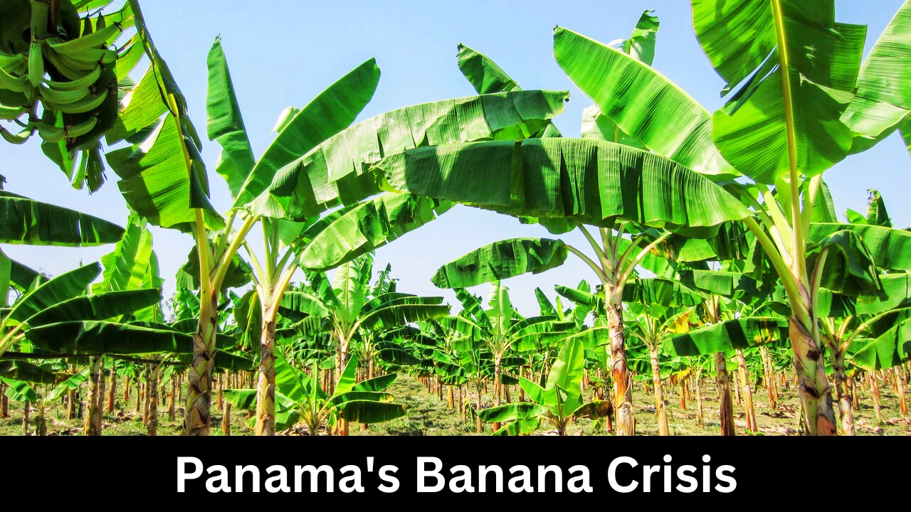 Panamas Banana Crisis